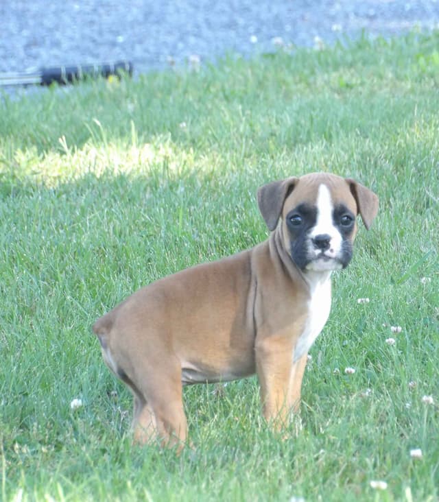 Boxer Puppies media 6