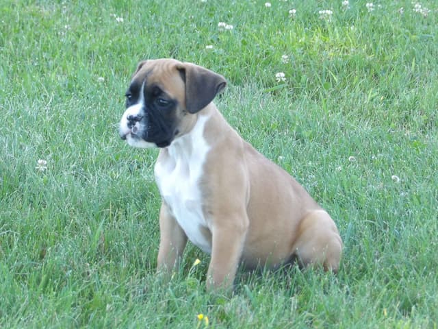 Boxer Puppies media 7