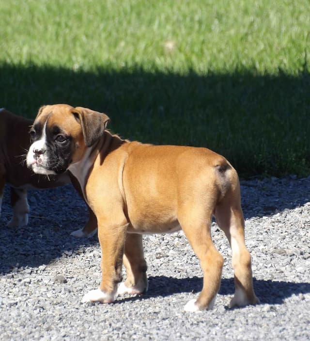 Boxer Puppies media 8