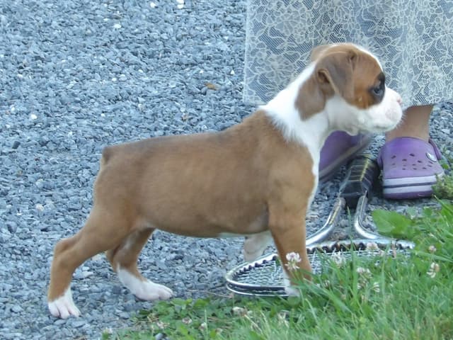 Boxer Puppies media 9