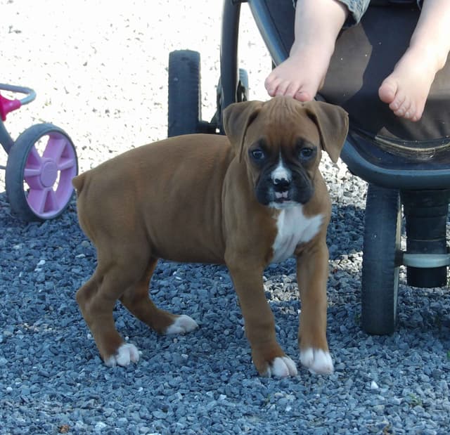 Boxer Puppies media 10