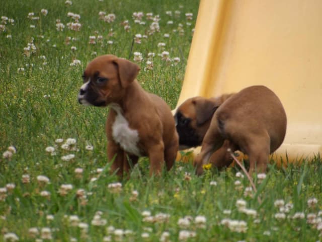 Boxer Puppies media 12