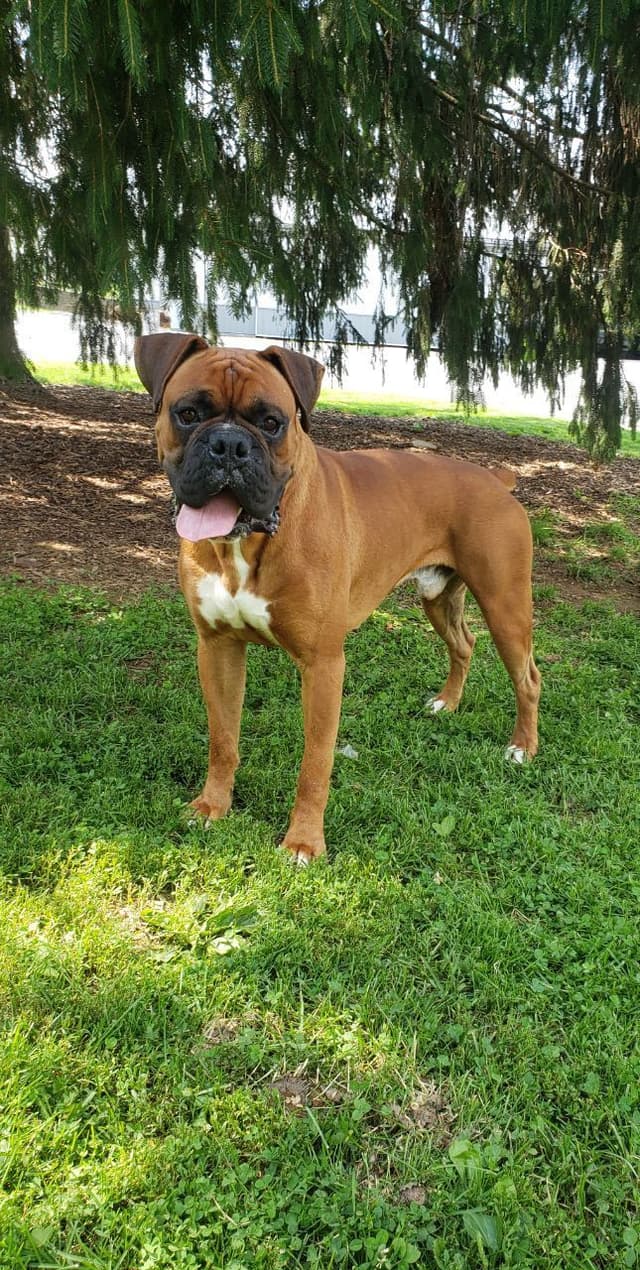 Boxer Puppies media 13