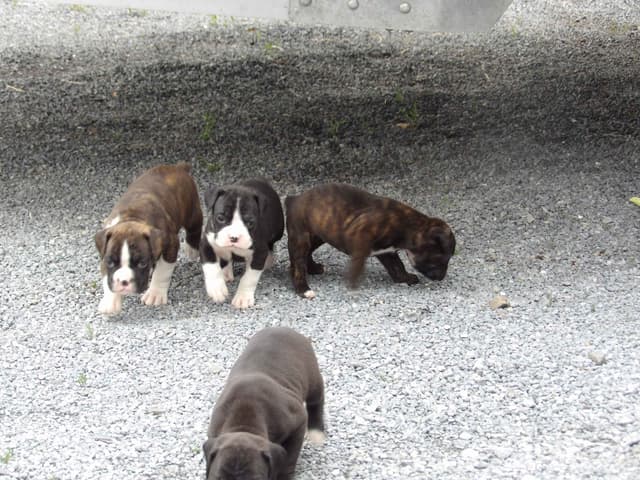 Boxer Puppies media 2