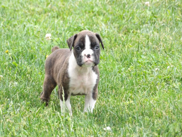 Boxer Puppies media 3