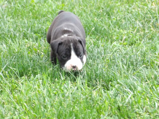 Boxer Puppies media 4