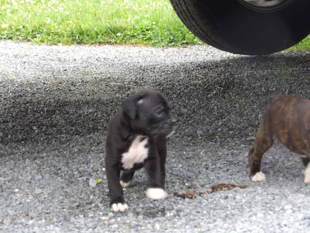 Boxer Puppies media 5