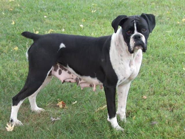 Boxer Puppies media 6