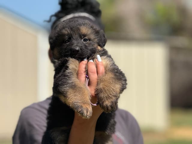 German Shepherd Dog Puppies media 2