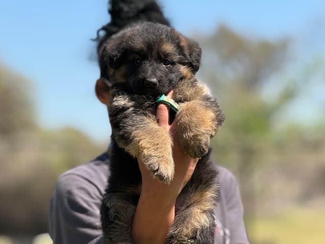 German Shepherd Dog Puppies media 4