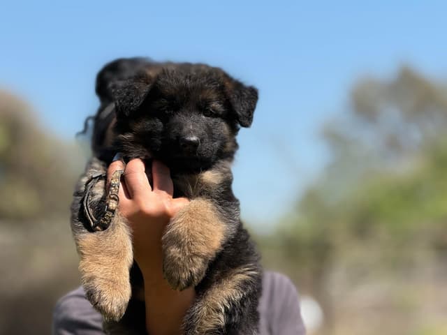 German Shepherd Dog Puppies media 5