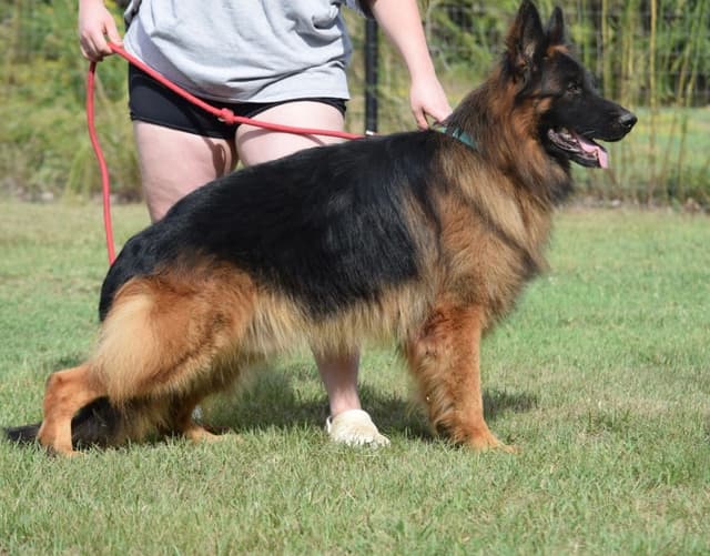 German Shepherd Dog Puppies media 3