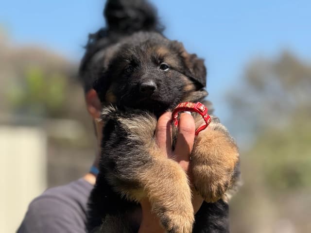 German Shepherd Dog Puppies media 6