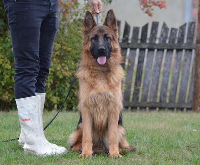 German Shepherd Dog Puppies media 7