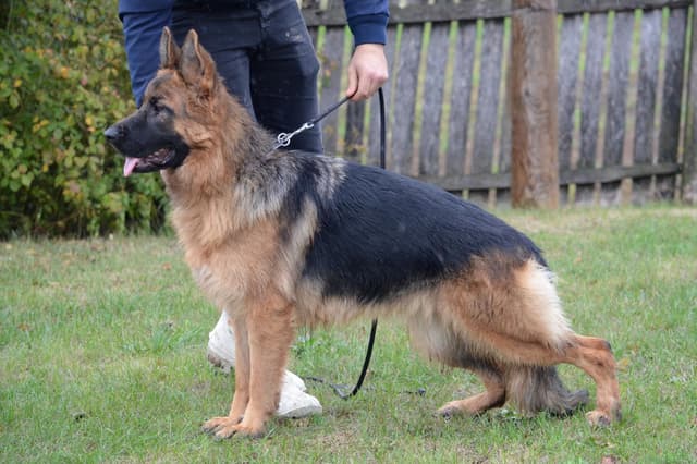 German Shepherd Dog Puppies media 8