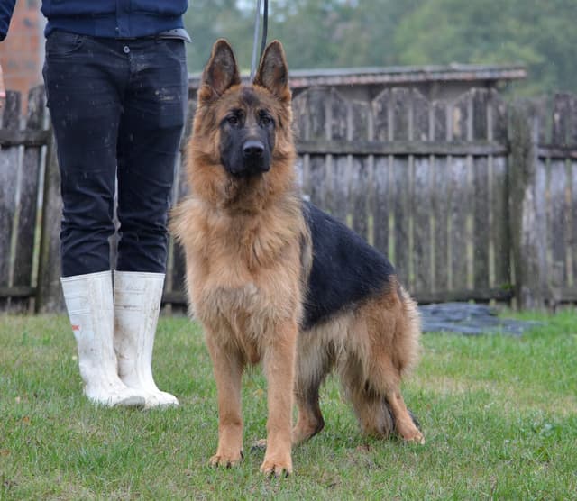 German Shepherd Dog Puppies media 9