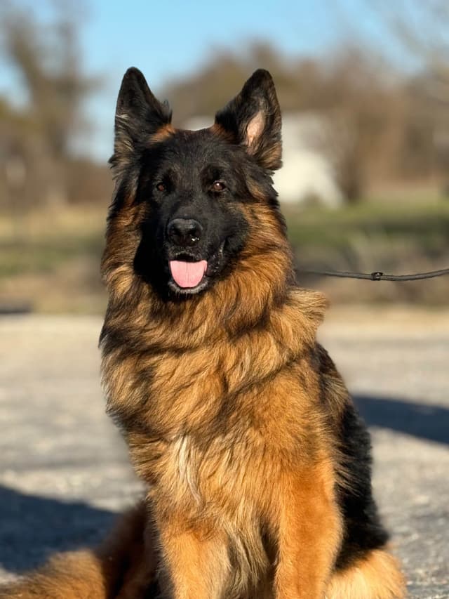 German Shepherd Dog Puppies media 10