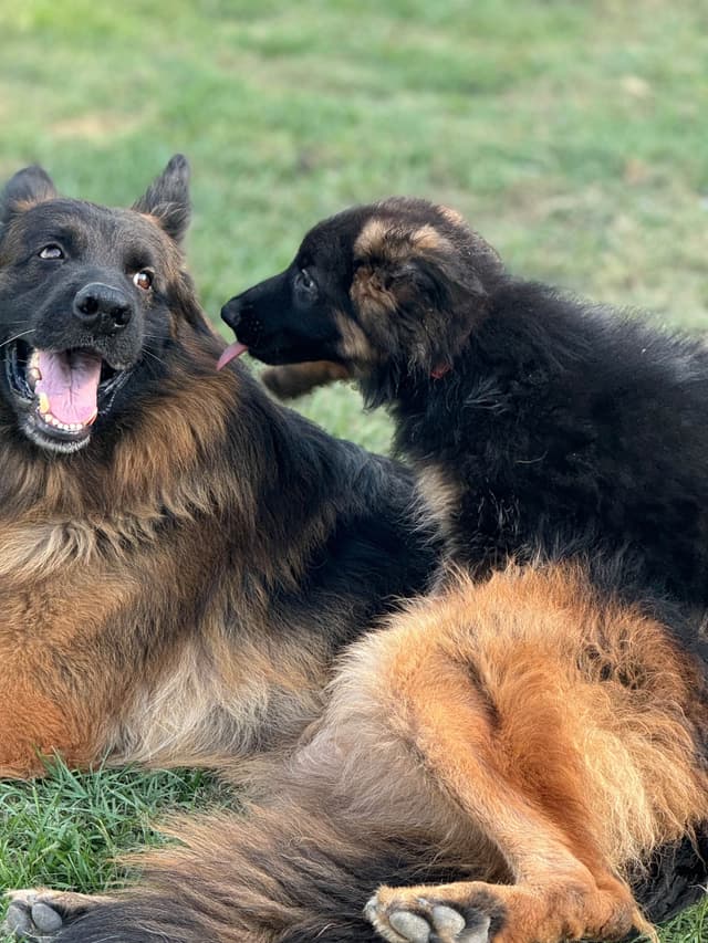 German Shepherd Dog Puppies media 11