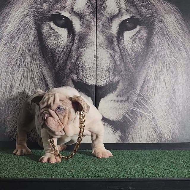 TRIBE BLOODLINE RARE CHOCOLATE & LILAC MINI BULLDOGS media 22