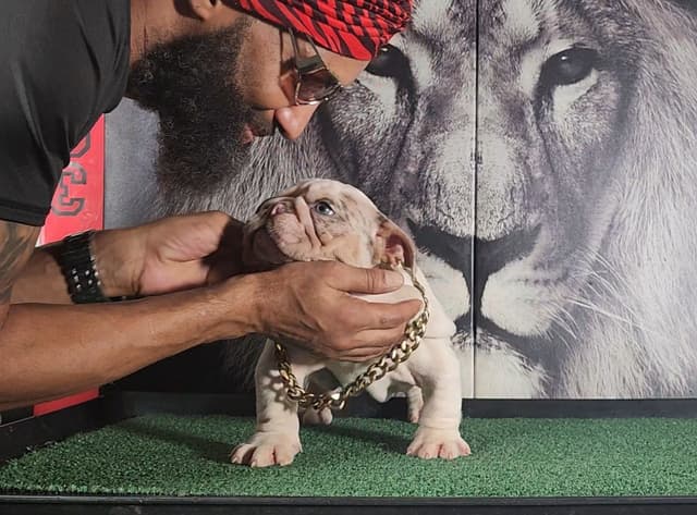 TRIBE BLOODLINE RARE CHOCOLATE & LILAC MINI BULLDOGS media 19