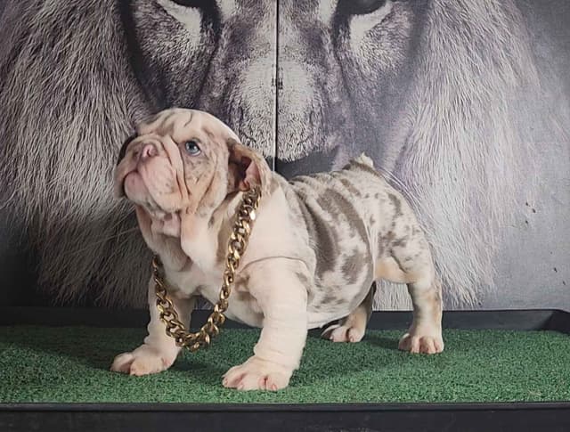 TRIBE BLOODLINE RARE CHOCOLATE & LILAC MINI BULLDOGS media 18