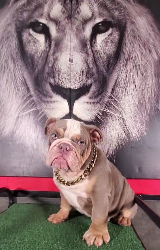"QUALITY BULLDOG PUPPIES/OLDER BULLDOGS AVAILABLE FOR REHOMING" media 27