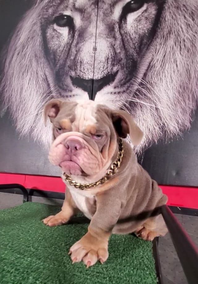 "QUALITY BULLDOG PUPPIES/OLDER BULLDOGS AVAILABLE FOR REHOMING" media 26
