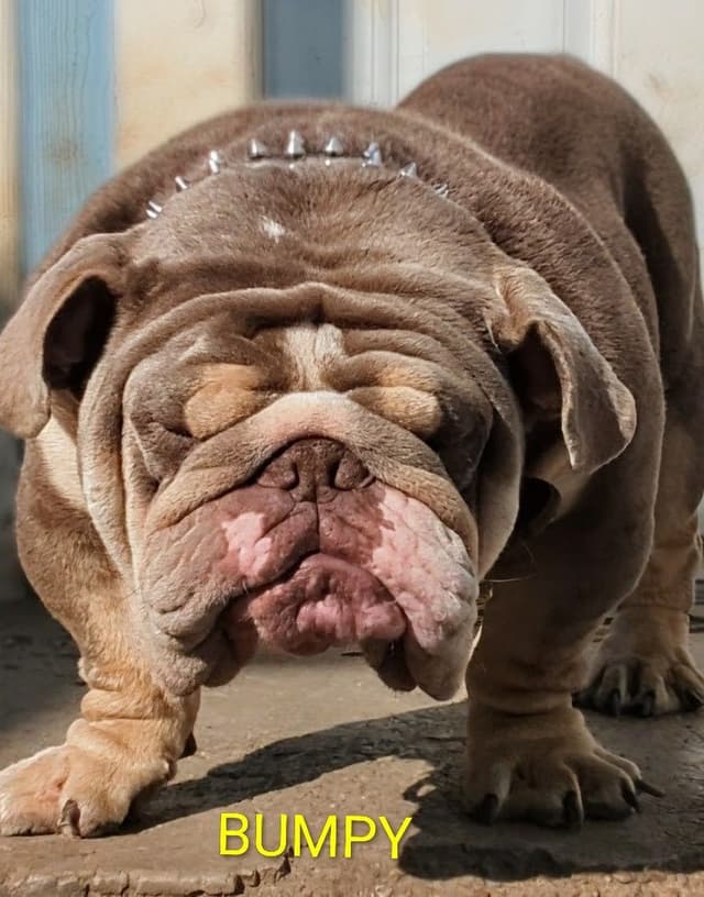 "QUALITY BULLDOG PUPPIES/OLDER BULLDOGS AVAILABLE FOR REHOMING" media 29