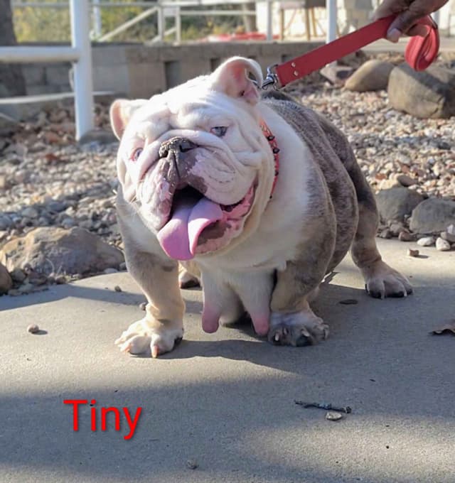 "QUALITY BULLDOG PUPPIES/OLDER BULLDOGS AVAILABLE FOR REHOMING" media 28