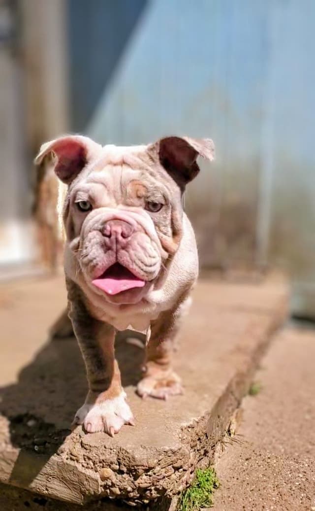 "QUALITY BULLDOG PUPPIES/OLDER BULLDOGS AVAILABLE FOR REHOMING" media 18