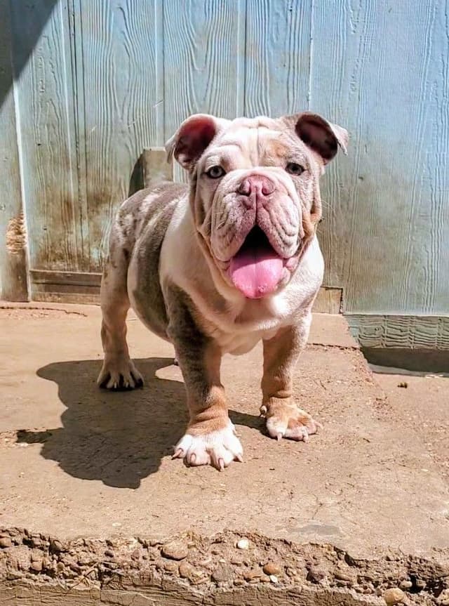 "QUALITY BULLDOG PUPPIES/OLDER BULLDOGS AVAILABLE FOR REHOMING" media 16