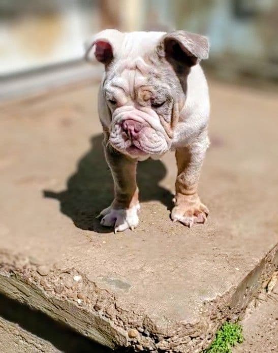 "QUALITY BULLDOG PUPPIES/OLDER BULLDOGS AVAILABLE FOR REHOMING" media 17
