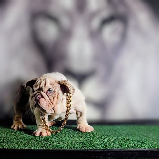 TRIBE BLOODLINE RARE CHOCOLATE & LILAC MINI BULLDOGS media 20