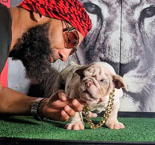 TRIBE BLOODLINE RARE CHOCOLATE & LILAC MINI BULLDOGS media 17
