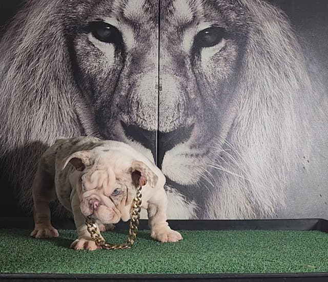 TRIBE BLOODLINE RARE CHOCOLATE & LILAC MINI BULLDOGS media 25