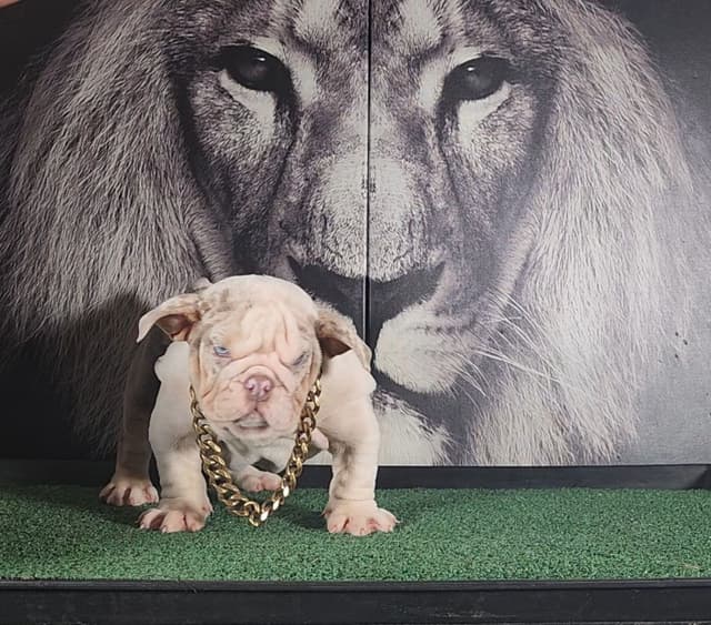 TRIBE BLOODLINE RARE CHOCOLATE & LILAC MINI BULLDOGS media 21
