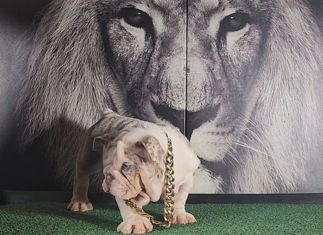 TRIBE BLOODLINE RARE CHOCOLATE & LILAC MINI BULLDOGS media 24