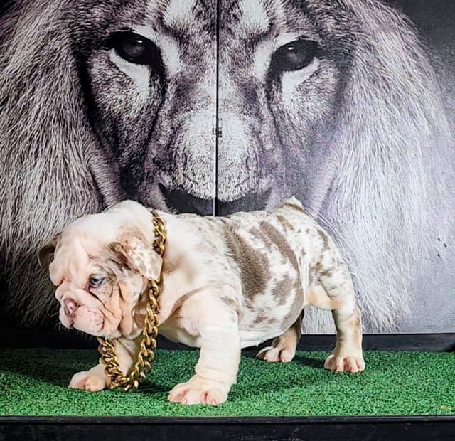 TRIBE BLOODLINE RARE CHOCOLATE & LILAC MINI BULLDOGS media 23