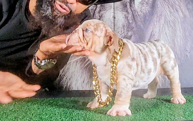TRIBE BLOODLINE RARE CHOCOLATE & LILAC MINI BULLDOGS media 10