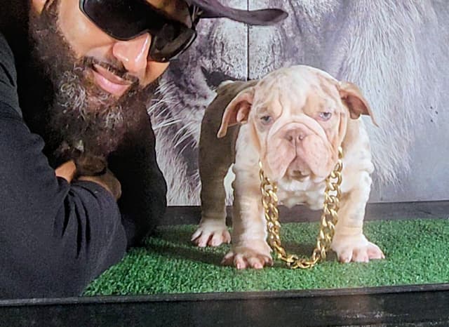 TRIBE BLOODLINE RARE CHOCOLATE & LILAC MINI BULLDOGS media 3