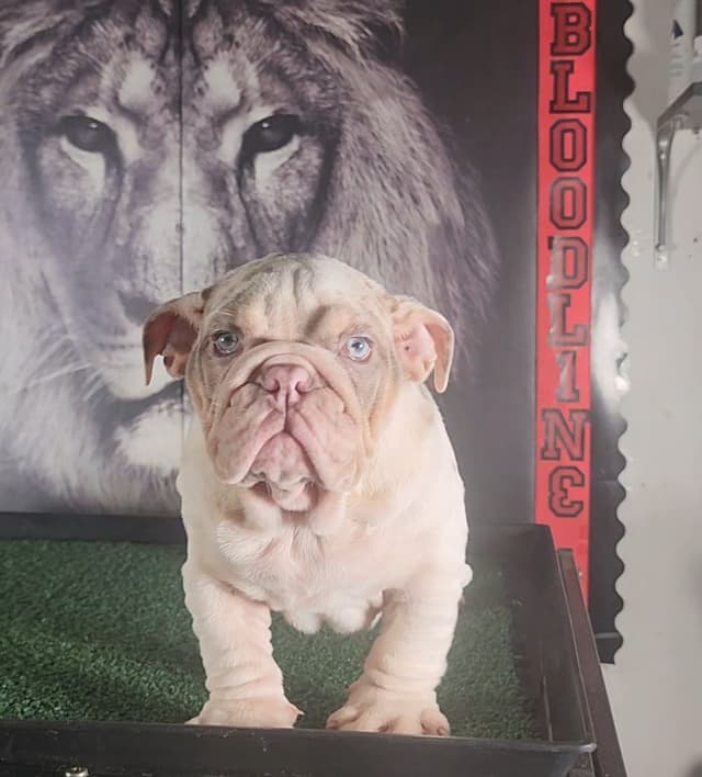 TRIBE BLOODLINE RARE CHOCOLATE & LILAC MINI BULLDOGS media 26