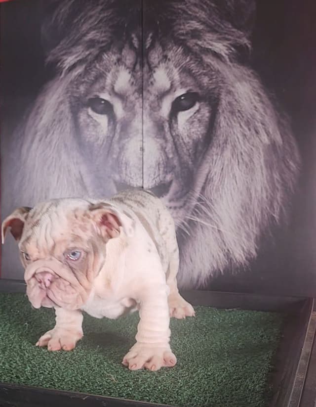 TRIBE BLOODLINE RARE CHOCOLATE & LILAC MINI BULLDOGS media 27