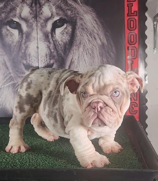 TRIBE BLOODLINE RARE CHOCOLATE & LILAC MINI BULLDOGS media 28