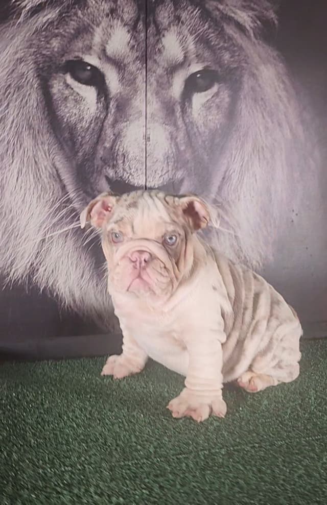 TRIBE BLOODLINE RARE CHOCOLATE & LILAC MINI BULLDOGS media 29