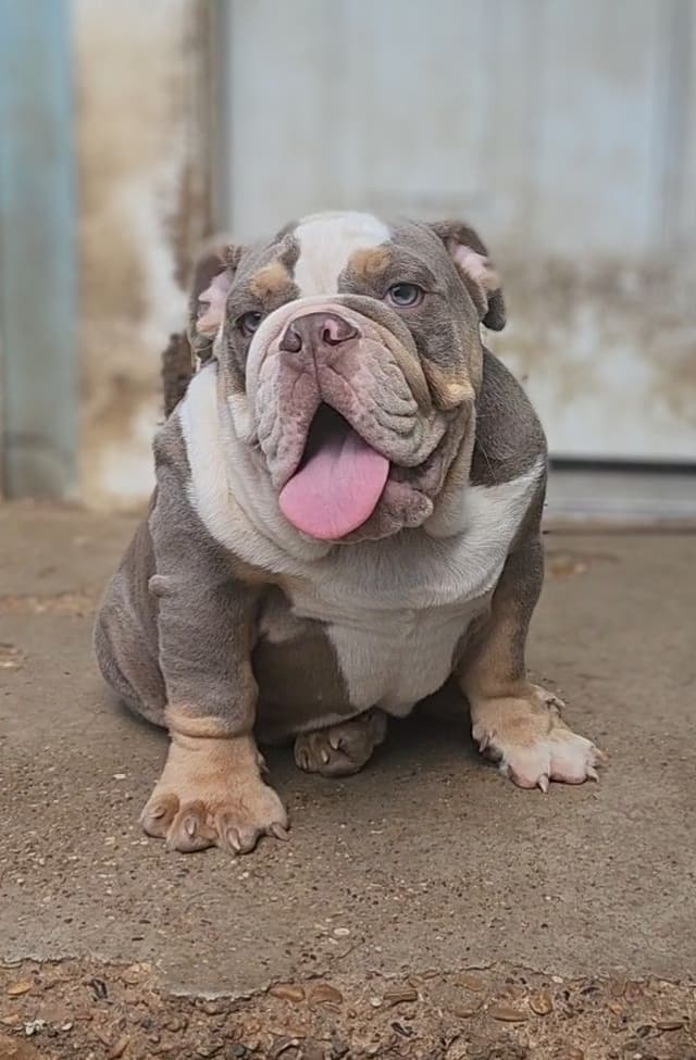 "QUALITY BULLDOG PUPPIES/OLDER BULLDOGS AVAILABLE FOR REHOMING" media 23