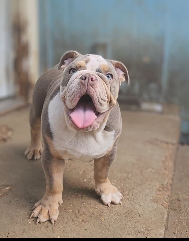 "QUALITY BULLDOG PUPPIES/OLDER BULLDOGS AVAILABLE FOR REHOMING" media 19