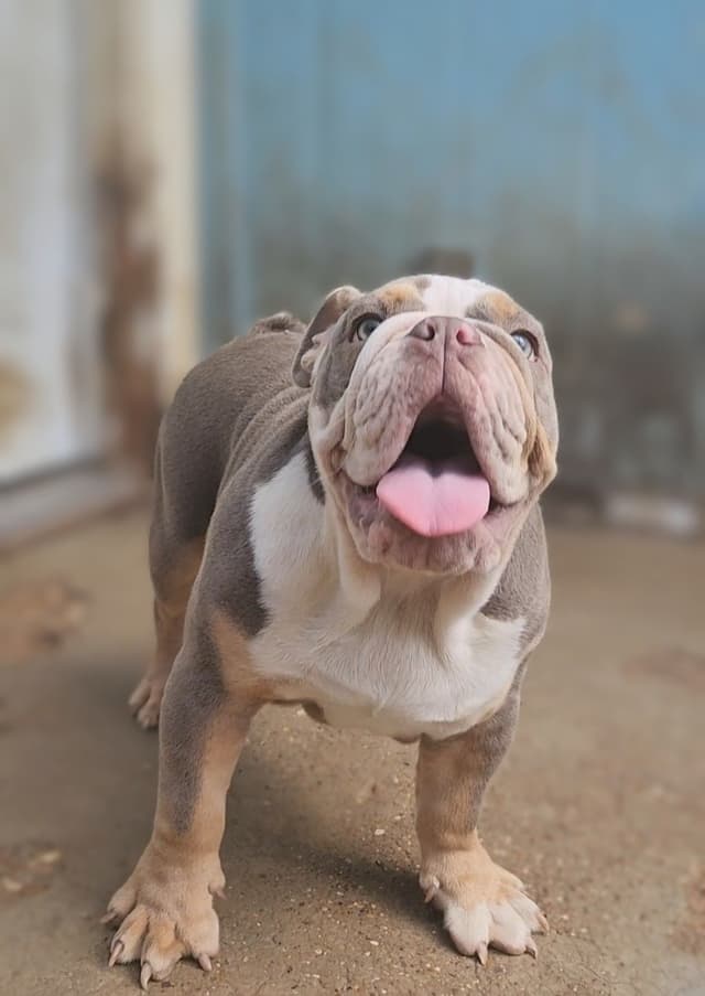 "QUALITY BULLDOG PUPPIES/OLDER BULLDOGS AVAILABLE FOR REHOMING" media 21