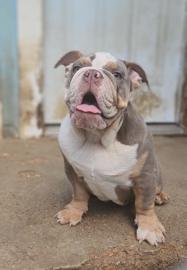"QUALITY BULLDOG PUPPIES/OLDER BULLDOGS AVAILABLE FOR REHOMING" media 24