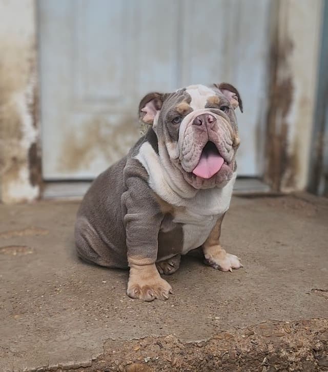 "QUALITY BULLDOG PUPPIES/OLDER BULLDOGS AVAILABLE FOR REHOMING" media 22