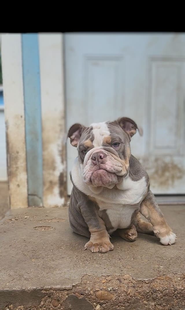 "QUALITY BULLDOG PUPPIES/OLDER BULLDOGS AVAILABLE FOR REHOMING" media 25